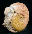 / Leioceras Ammonite - France #4501-1